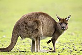 Kangaroo (Macropus fuliginosus fuliginosus), Kangaroo Island, South Australia, Australia, Pacific