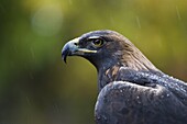 Golden eagle (Aquila chrysaetos) in the rain, in captivity, Boulder County, Colorado, United States of America, North America