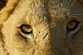 Male lion (Panthera leo) face, Masai Mara National Reserve, Kenya, East Africa, Africa