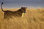Young male lion (Panthera leo) in early light, Masai Mara National Reserve, Kenya, East Africa, Africa