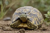 Leopard tortoise (Geochelone pardalis), Hluhluwe Game Reserve, South Africa, Africa