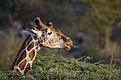 Reticulated giraffe (Giraffa camelopardalis reticulata), Samburu National Reserve, Kenya, East Africa, Africa