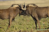 Two black wildebeest (white-tailed gnu) (Connochaetes gnou) fighting, Mountain Zebra National Park, South Africa, Africa