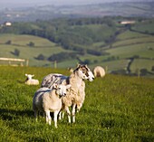 Ewe and lamb in a field in Devon, England, United Kingdom, Europe
