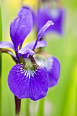Iris, Iris sibirica, Bielefeld, Nordrhein Westfalen, Deutschland