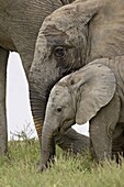 Baby and young African elephant (Loxodonta africana), Addo Elephant National Park, South Africa, Africa