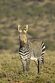 Cape mountain zebra (Equus zebra zebra), Mountain Zebra National Park, South Africa, Africa