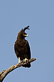 Long-crested eagle (Lophaetus occipitalis), Samburu National Reserve, Kenya, East Africa, Africa