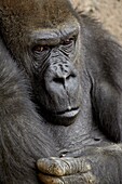Female Western lowland gorilla (Gorilla gorilla gorilla) in captivity, Rio Grande Zoo, Albuquerque Biological Park, Albuquerque, New Mexico, United States of America, North America