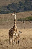 Mother and baby Masai Giraffe (Giraffa camelopardalis tippelskirchi) just days old, Masai Mara National Reserve, Kenya, East Africa, Africa