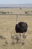 Common ostrich (Struthio camelus) male watching chicks, Masai Mara National Reserve, Kenya, East Africa, Africa