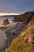 Spring wildflowers on the clifftops overlooking Bedruthan Steps, North Cornwall, England, United Kindom, Europe