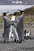 King penguins, St. Andrews Bay, South Georgia, South Atlantic