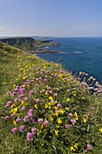 Pink sea thrift on cliff top, North Antrim coast path to the Giant's Causeway, County Antrim, Ulster, Northern Ireland, United Kingdom, Europe