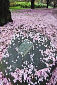 Spring cherry blossom, Brooklyn Botanical Garden, Brooklyn, New York City, New York, United States of America, North America