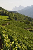 Vineyards, Tiso, Funes Valley (Villnoss), Dolomites, Trentino Alto Adige, South Tyrol, Italy, Europe