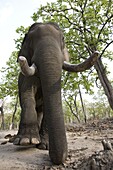 Indian elephant (Elephus maximus), Bandhavgarh National Park, Madhya Pradesh state, India, Asia