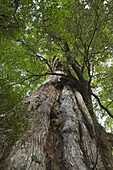 Kigensugi Giant Sugi Cedar tree, estimated to be 3000 years old, Yaku-shima (Yaku Island), Kyushu, Japan, Asia