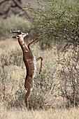 Male gerenuk (Litocranius walleri) feeding, Samburu National Reserve, Kenya, East Africa, Africa