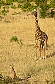 Lion (Panthera leo) and Masai giraffe (Giraffa camelopardalis tippelskirchi) looking at each other, Masai Mara National Reserve, Kenya, East Africa, Africa