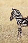 Baby Grant?À s zebra (plains zebra) (common zebra) (Equus burchelli boehmi), Masai Mara National Reserve, Kenya, East Africa, Africa