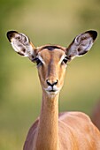 Female impala (Aepyceros melampus), Kruger National Park, South Africa, Africa