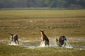 Red lechwe (Kobus leche), Busanga Plains, Kafue National Park, Zambia, Africa