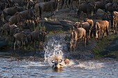 Wildebeest crossing Mara River during annual migration, Masai Mara, Kenya, East Africa, Africa