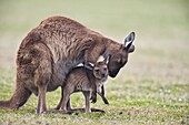 Kangaroo Island grey kangaroo (Macropus fuliginosus) with joey, Kelly Hill Conservation, Kangaroo Island, South Australia, Australia, Pacific