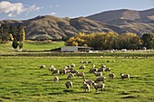 Sheep on farmland, near Tarras, Otago, South Island, New Zealand, Pacific