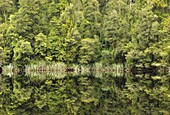 Native forest, Lake Matheson, Westland Tai Poutini National Park, UNESCO World Heritage Site, West Coast, South Island, New Zealand, Pacific