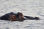 Hippopotamus (Hippopotamus amphibius) resting in the water, Kruger National Park, South Africa, Africa