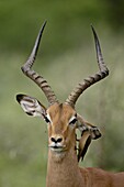 Male Impala (Aepyceros melampus) with a Red-Billed Oxpecker (Buphagus erythrorhynchus), Kruger National Park, South Africa, Africa