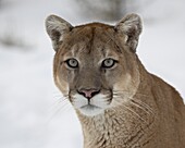 Mountain Lion (Cougar) (Felis concolor) in snow in captivity, near Bozeman, Montana, United States of America, North America