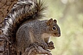 Arizona gray squirrel (Sciurus arizonensis), Madera Canyon, Coronado National Forest, Arizona, United States of America, North America