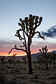 Joshua tree at sunset, Joshua Tree National Park, California, United States of America, North America