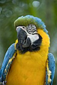 Blue and yellow macaw (Ara Ararauna), Macaw Mountain Bird Park, Copan, Honduras, Central America