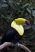 Keel-billed toucan (rainbow-billed toucan) (Ramphastos Sulfuratus), Macaw Mountain Bird Park, near Copan, Honduras, Central America