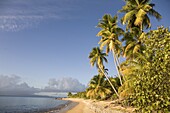 Palm trees on a sandy beach, Green Beach, Vieques, Puerto Rico, West Indies, Caribbean, Central America