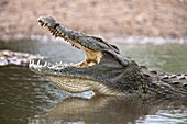 Nile crocodile (Crocodylus niloticus), jaws agape, Kruger National Park, South Africa, Africa