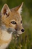 Swift fox (Vulpes velox) kit, Pawnee National Grassland, Colorado, United States of America, North America