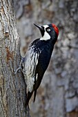 Female acorn woodpecker (Melanerpes formicivorus), Chiricahuas, Coronado National Forest, Arizona, United States of America, North America