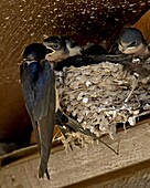 Barn swallow (Hirundo rustica) parent feeding a chick, Custer State Park, South Dakota, United States of America, North America