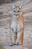 Mountain lion (cougar) (Felis concolor) in captivity, Arizona Sonora Desert Museum, Tucson, Arizona, United States of America, North America
