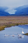 Whooper swans (Cygnus cygnus) family, Hoffelsjokull glacier in background, north of Hofn, East Fjords region (Austurland), Iceland, Polar Regions