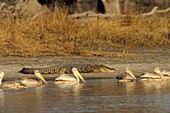 Pelicans in Moremi Game Reserve, Okavango Delta, Botswana, Africa