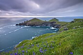 Bluebells growing on the Cornish clifftops looking towards The Rumps Peninsula, Cornwall, England, United Kingdom, Europe