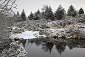 Snow dusted pine trees and moorland landscape beside Fernworthy Reservoir, Dartmoor National Park, Devon, England, United Kingdom, Europe