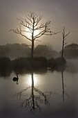 Misty summer morning on a fishing lake with dead trees and a swan, Morchard Road, Devon, England, United Kingdom, Europe