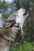 Grey wolf, Indiana, United States of America, North America